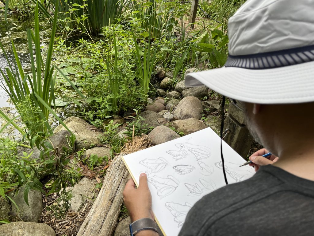 IMG_4100 A person sketches frogs outdoors.